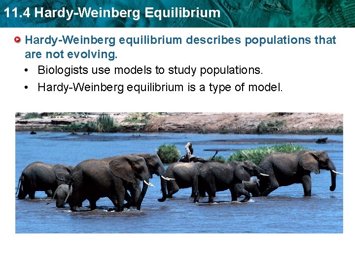 11. 4 Hardy-Weinberg Equilibrium Hardy-Weinberg equilibrium describes populations that are not evolving. • Biologists
