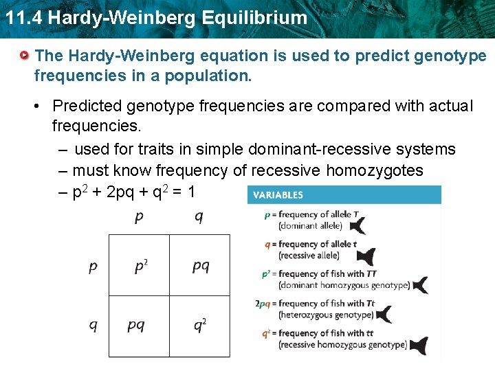 11. 4 Hardy-Weinberg Equilibrium The Hardy-Weinberg equation is used to predict genotype frequencies in