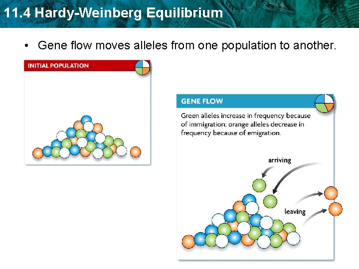 11. 4 Hardy-Weinberg Equilibrium • Gene flow moves alleles from one population to another.