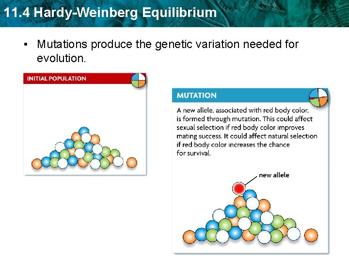 11. 4 Hardy-Weinberg Equilibrium • Mutations produce the genetic variation needed for evolution. 