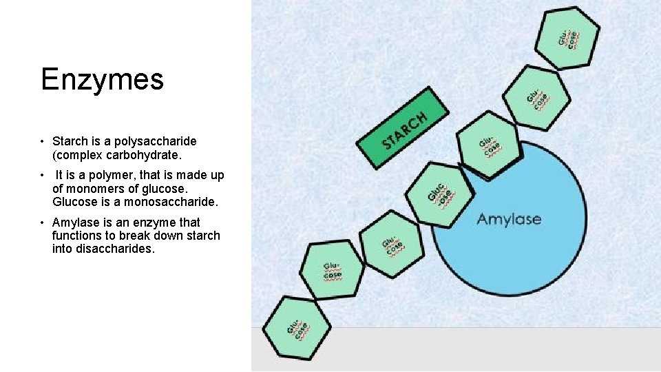 Enzymes • Starch is a polysaccharide (complex carbohydrate. • It is a polymer, that