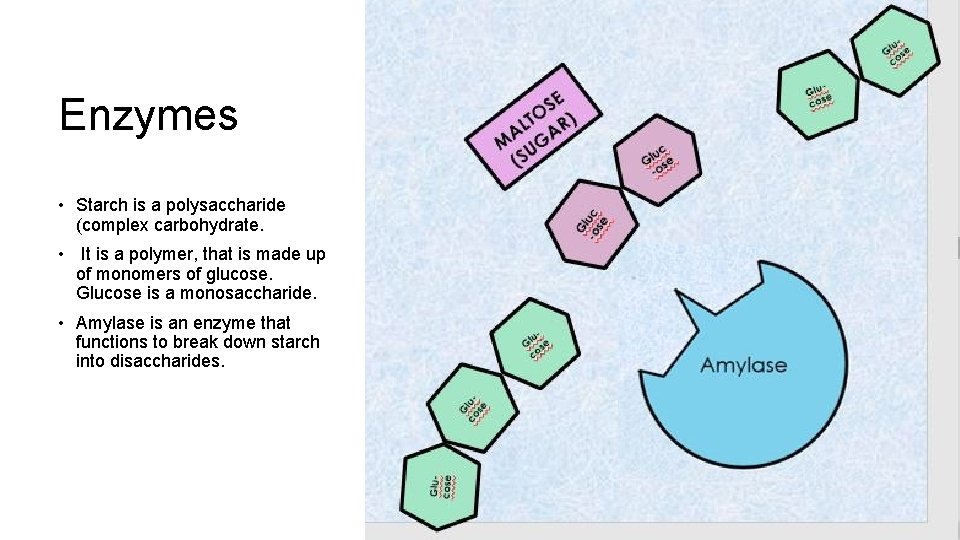 Enzymes • Starch is a polysaccharide (complex carbohydrate. • It is a polymer, that