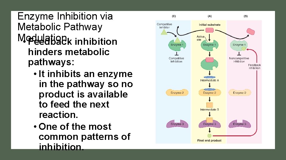 Enzyme Inhibition via Metabolic Pathway Modulation • Feedback inhibition hinders metabolic pathways: • It