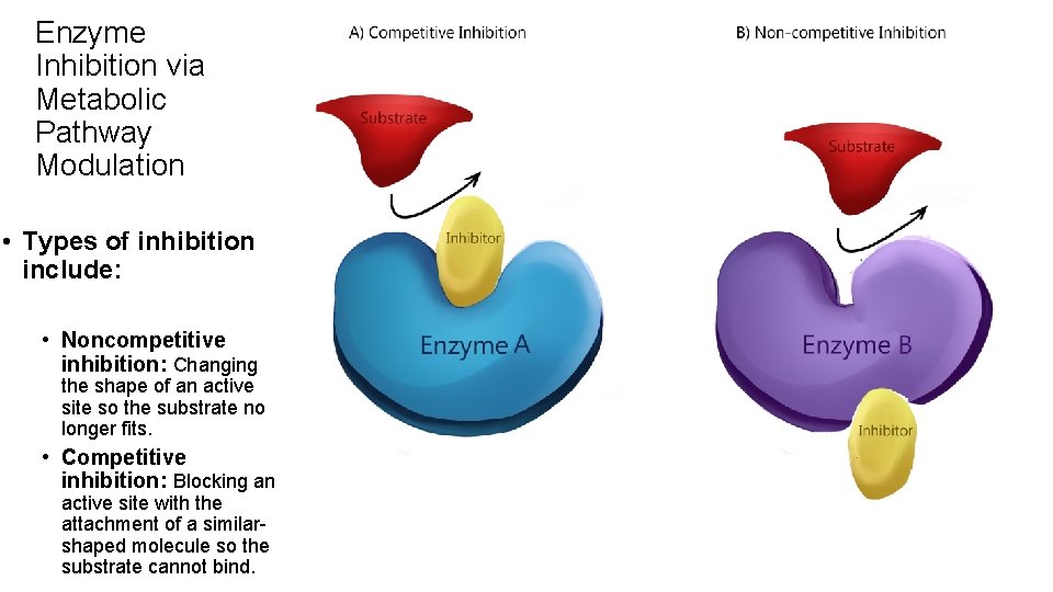 Enzyme Inhibition via Metabolic Pathway Modulation • Types of inhibition include: • Noncompetitive inhibition: