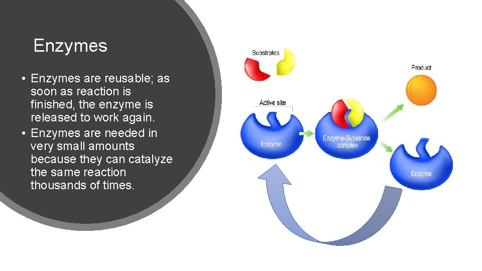 Enzymes • Enzymes are reusable; as soon as reaction is finished, the enzyme is