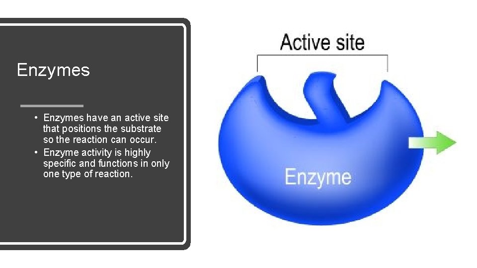 Enzymes • Enzymes have an active site that positions the substrate so the reaction