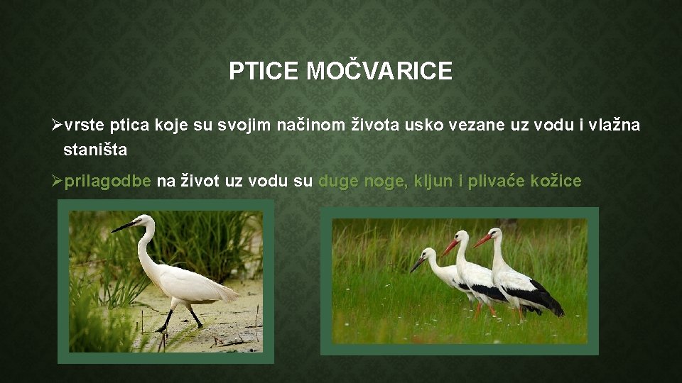 PTICE MOČVARICE Øvrste ptica koje su svojim načinom života usko vezane uz vodu i