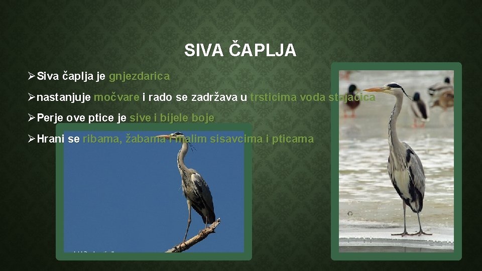 SIVA ČAPLJA ØSiva čaplja je gnjezdarica Ønastanjuje močvare i rado se zadržava u trsticima