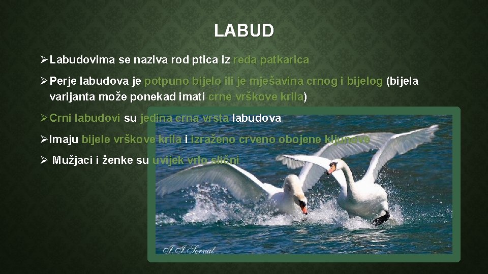 LABUD ØLabudovima se naziva rod ptica iz reda patkarica ØPerje labudova je potpuno bijelo