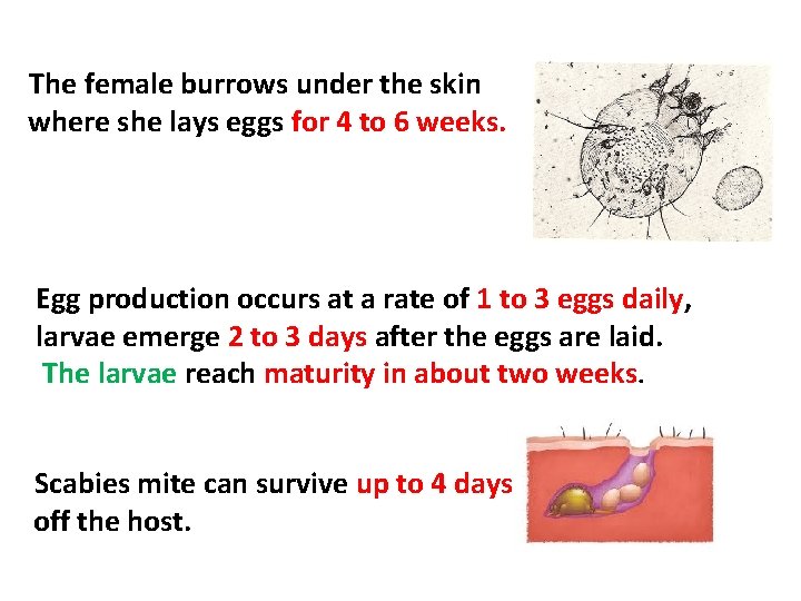The female burrows under the skin where she lays eggs for 4 to 6