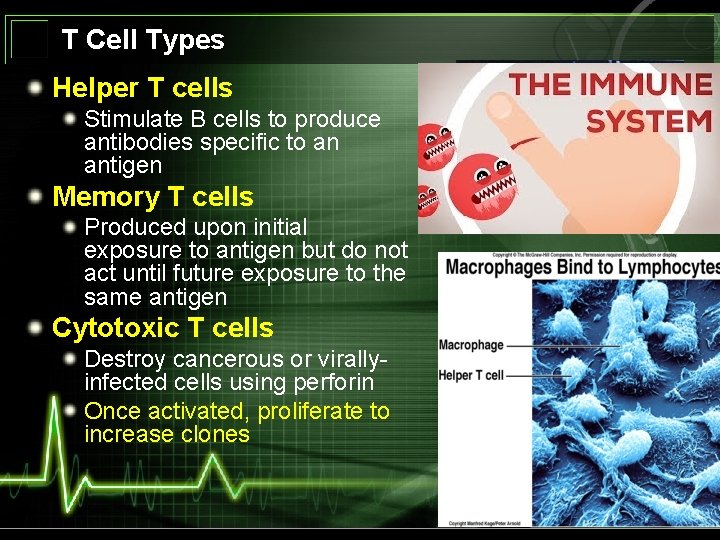 T Cell Types Helper T cells Stimulate B cells to produce antibodies specific to