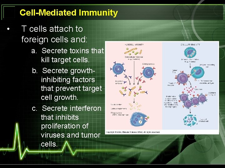 Cell-Mediated Immunity • T cells attach to foreign cells and: a. Secrete toxins that