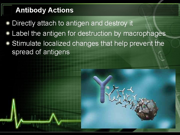 Antibody Actions Directly attach to antigen and destroy it Label the antigen for destruction