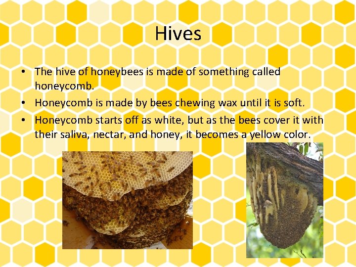 Hives • The hive of honeybees is made of something called honeycomb. • Honeycomb