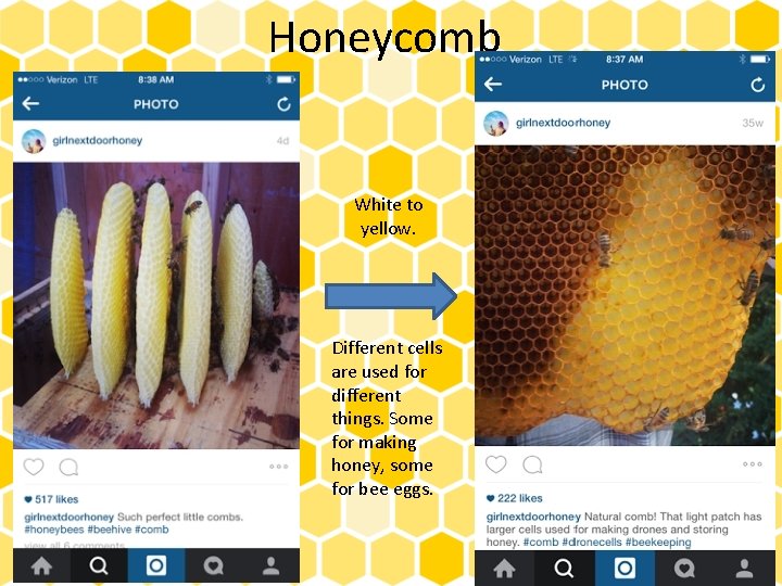 Honeycomb White to yellow. Different cells are used for different things. Some for making