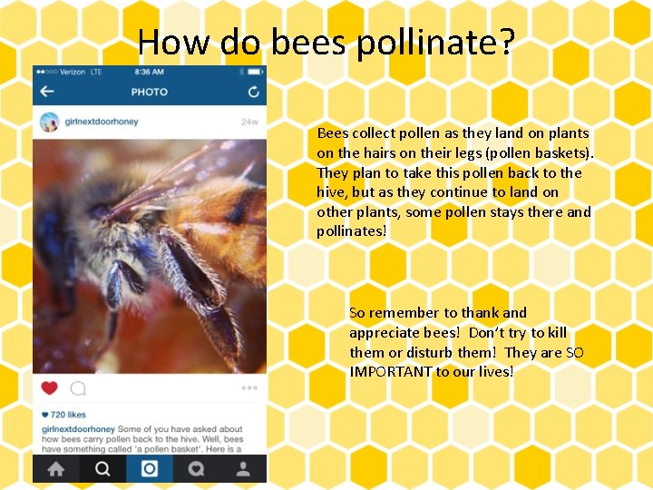 How do bees pollinate? Bees collect pollen as they land on plants on the
