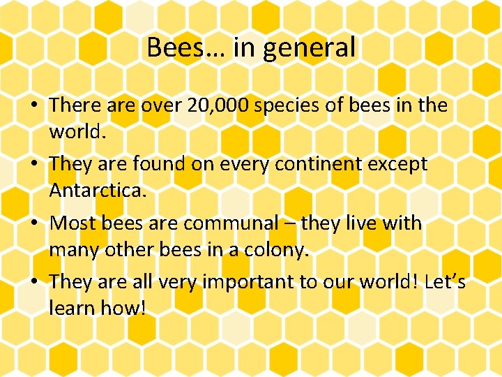 Bees… in general • There are over 20, 000 species of bees in the