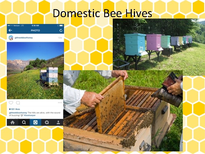 Domestic Bee Hives 