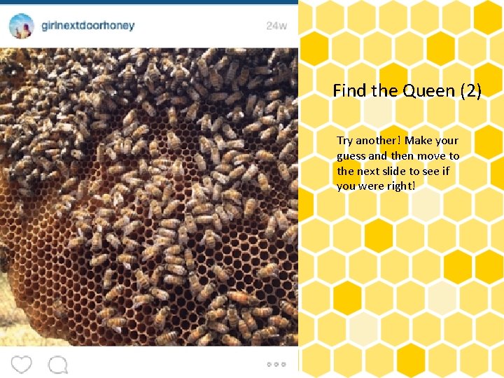 Find the Queen (2) Try another! Make your guess and then move to the