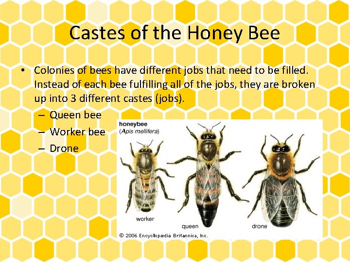 Castes of the Honey Bee • Colonies of bees have different jobs that need