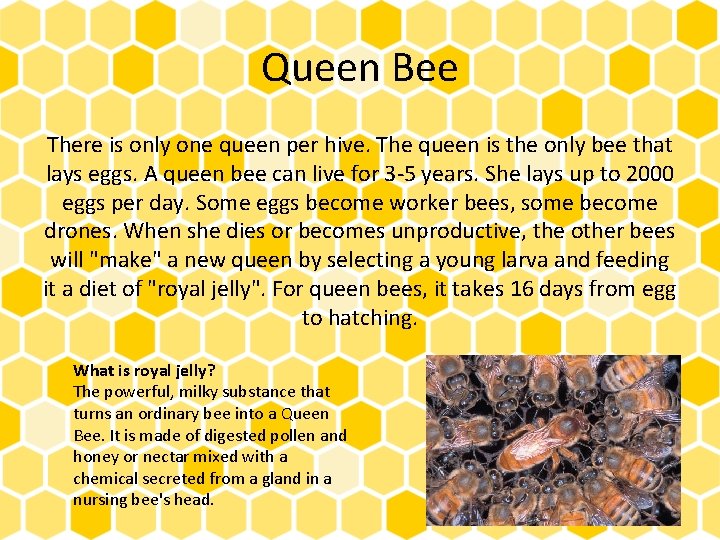 Queen Bee There is only one queen per hive. The queen is the only