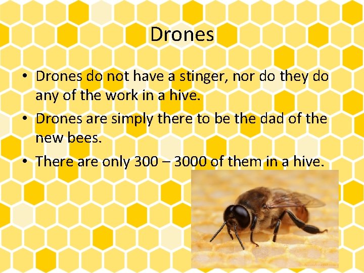 Drones • Drones do not have a stinger, nor do they do any of