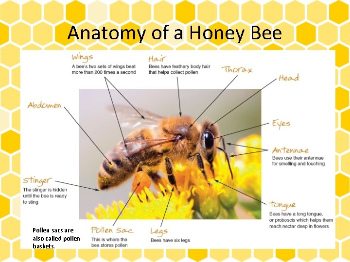 Anatomy of a Honey Bee Pollen sacs are also called pollen baskets. 