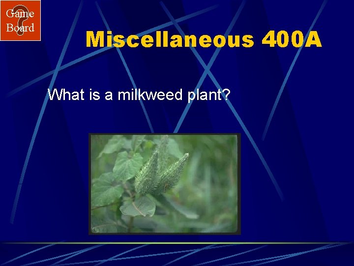 Game Board Miscellaneous 400 A What is a milkweed plant? 