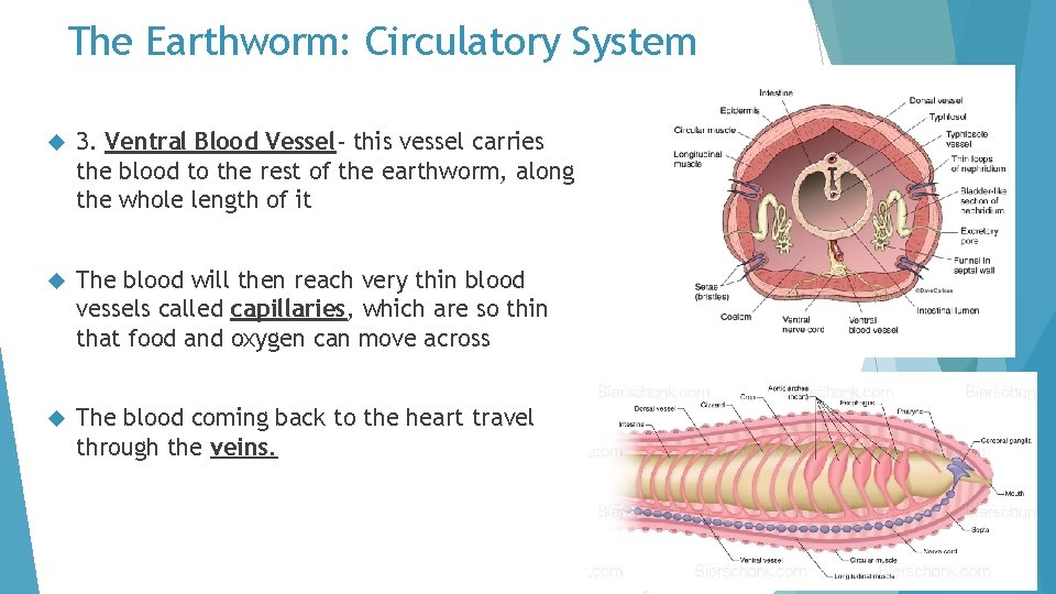 The Earthworm: Circulatory System 3. Ventral Blood Vessel- this vessel carries the blood to