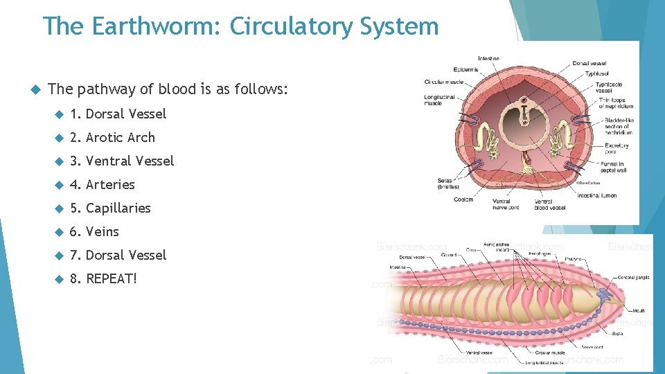The Earthworm: Circulatory System The pathway of blood is as follows: 1. Dorsal Vessel