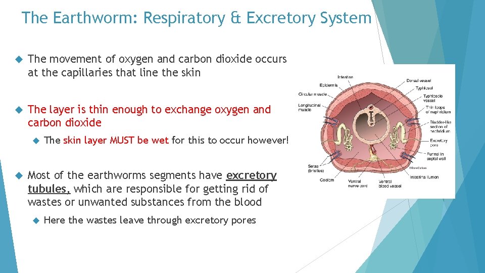 The Earthworm: Respiratory & Excretory System The movement of oxygen and carbon dioxide occurs