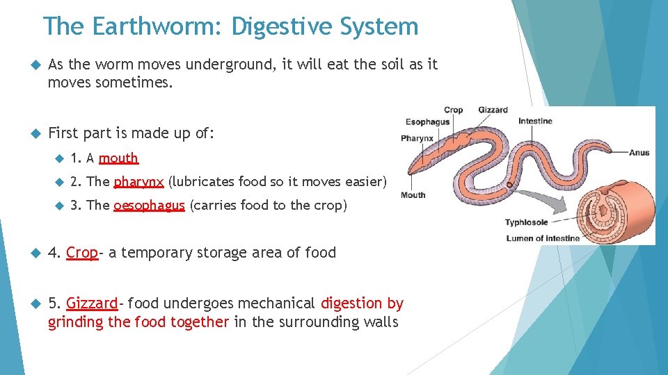 The Earthworm: Digestive System As the worm moves underground, it will eat the soil