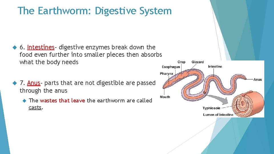 The Earthworm: Digestive System 6. Intestines- digestive enzymes break down the food even further