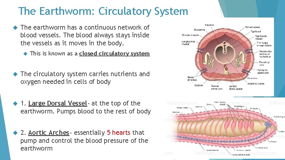 The Earthworm: Circulatory System The earthworm has a continuous network of blood vessels. The