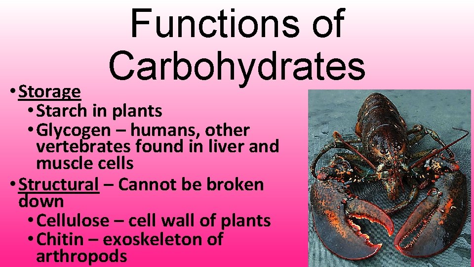 Functions of Carbohydrates • Storage • Starch in plants • Glycogen – humans, other