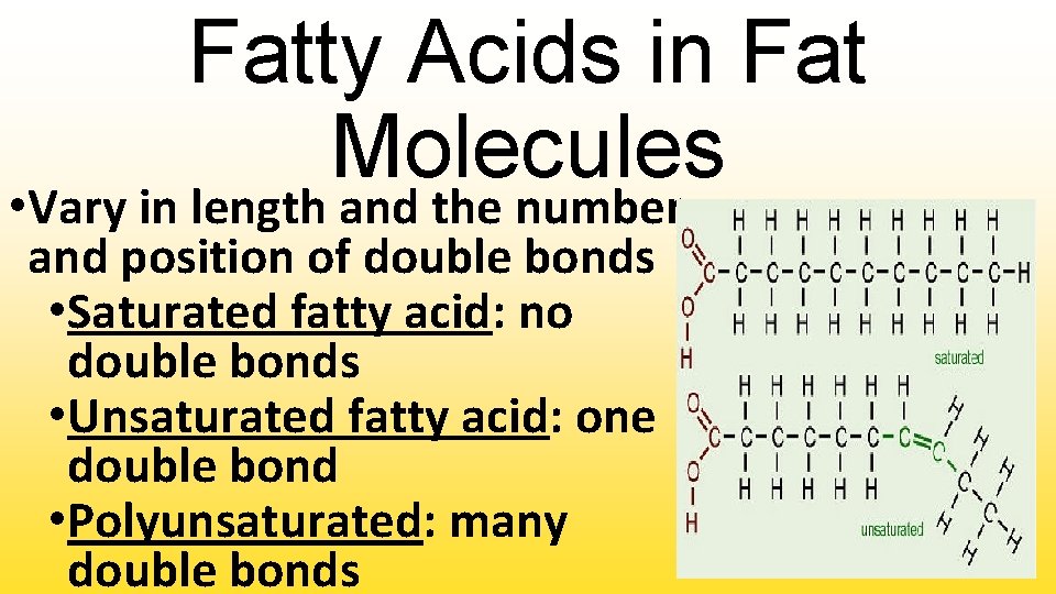 Fatty Acids in Fat Molecules • Vary in length and the number and position