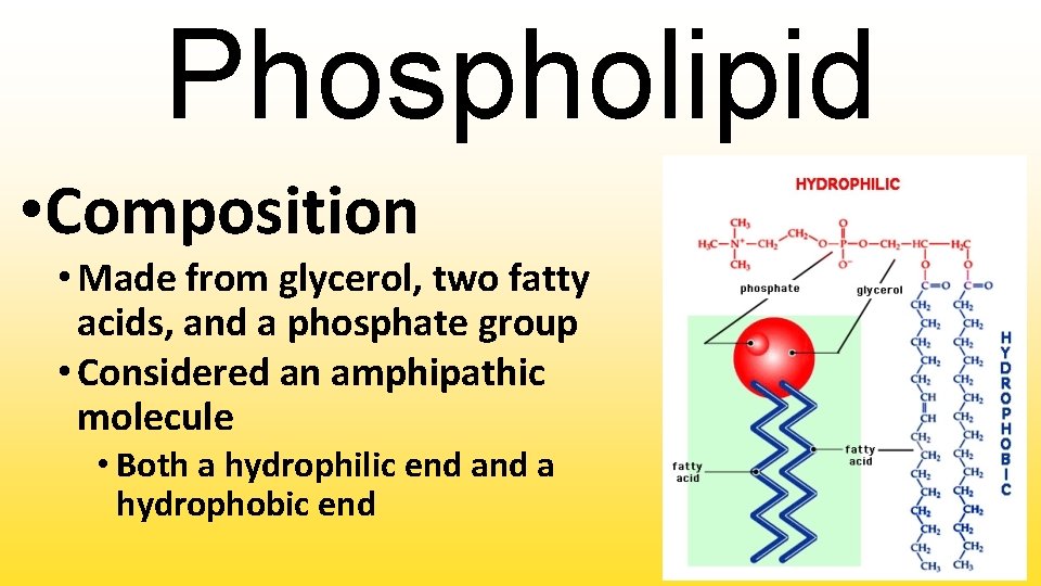 Phospholipid • Composition • Made from glycerol, two fatty acids, and a phosphate group