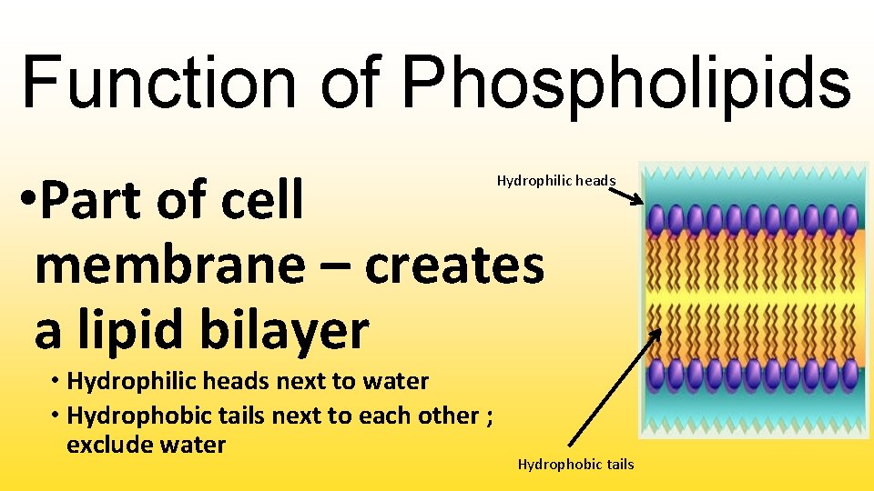 Function of Phospholipids • Part of cell membrane – creates a lipid bilayer Hydrophilic