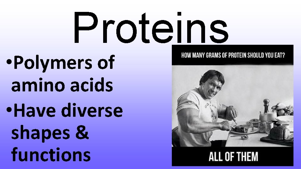 Proteins • Polymers of amino acids • Have diverse shapes & functions 