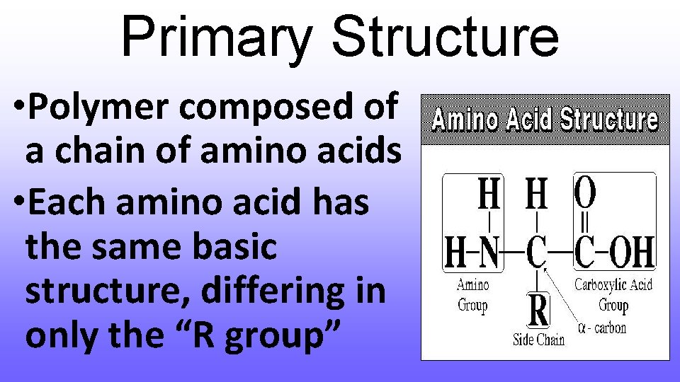 Primary Structure • Polymer composed of a chain of amino acids • Each amino
