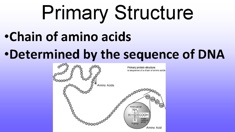 Primary Structure • Chain of amino acids • Determined by the sequence of DNA