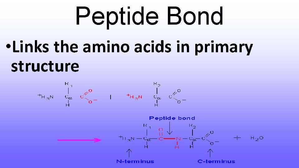 Peptide Bond • Links the amino acids in primary structure 