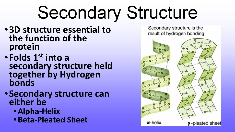 Secondary Structure • 3 D structure essential to the function of the protein •