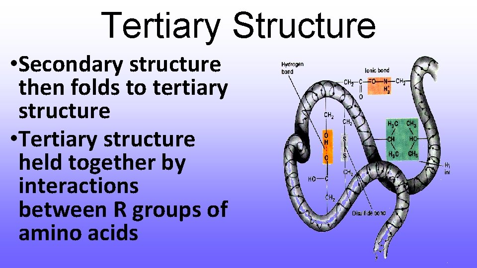 Tertiary Structure • Secondary structure then folds to tertiary structure • Tertiary structure held