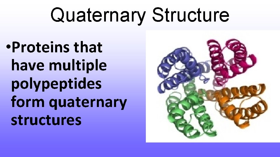 Quaternary Structure • Proteins that have multiple polypeptides form quaternary structures 