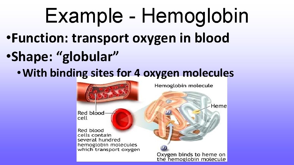 Example - Hemoglobin • Function: transport oxygen in blood • Shape: “globular” • With