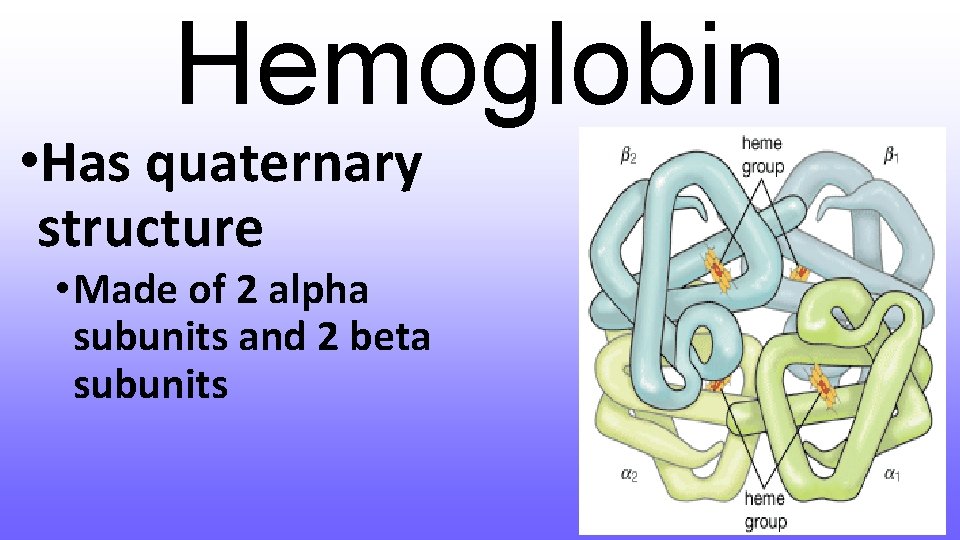 Hemoglobin • Has quaternary structure • Made of 2 alpha subunits and 2 beta