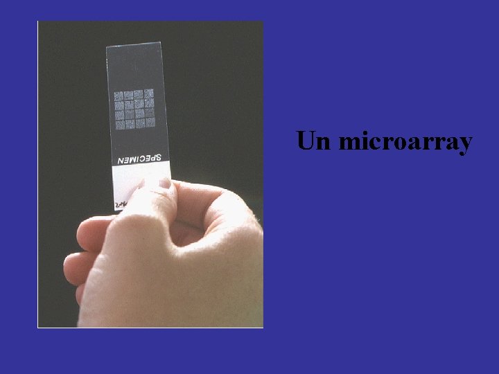 Un microarray 