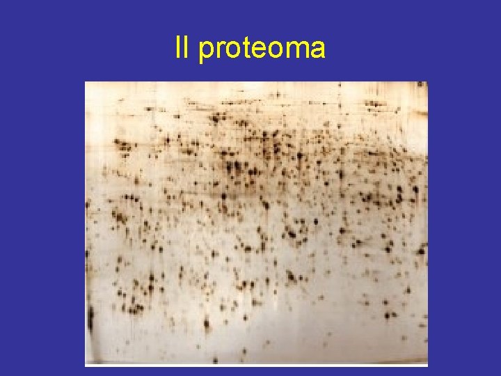 Il proteoma 