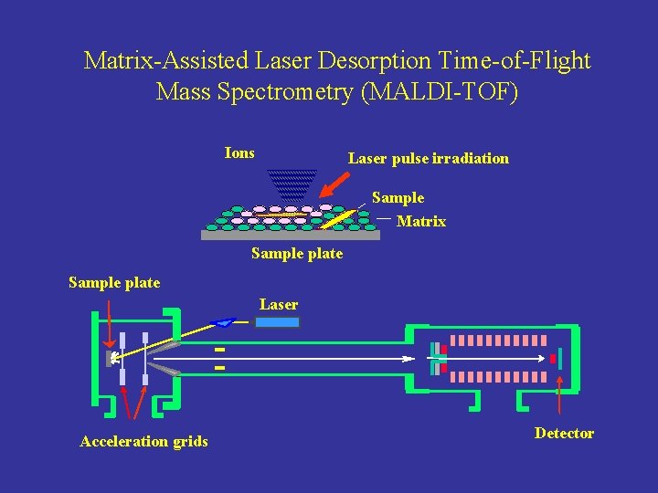 Matrix-Assisted Laser Desorption Time-of-Flight Mass Spectrometry (MALDI-TOF) Ions Laser pulse irradiation Sample Matrix Sample